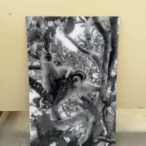 Prints - foto