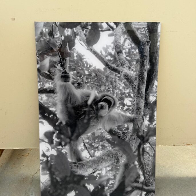 Prints - foto